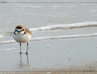 Animali 195